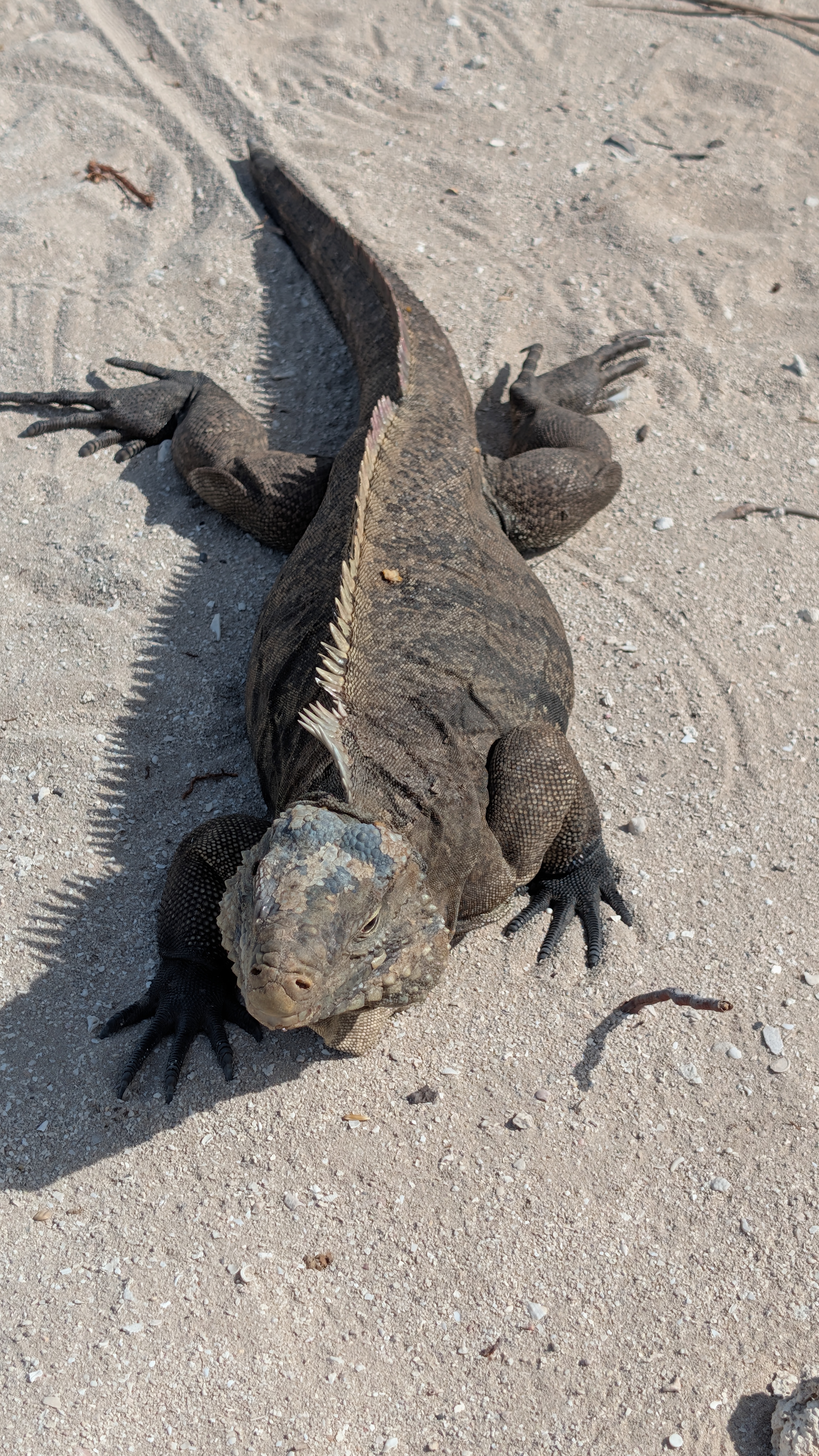 Cayo Iguana – Trinidad Cuba